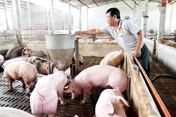 Công nghệ xử lý nước thải chăn nuôi